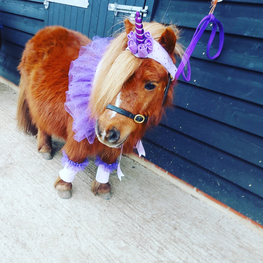 Scooty Wootys Pony Riding, Parties, and Events