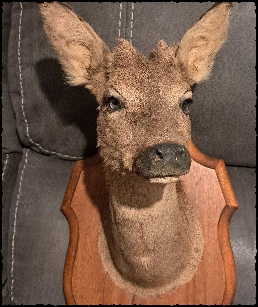 Foxy Taxidermy