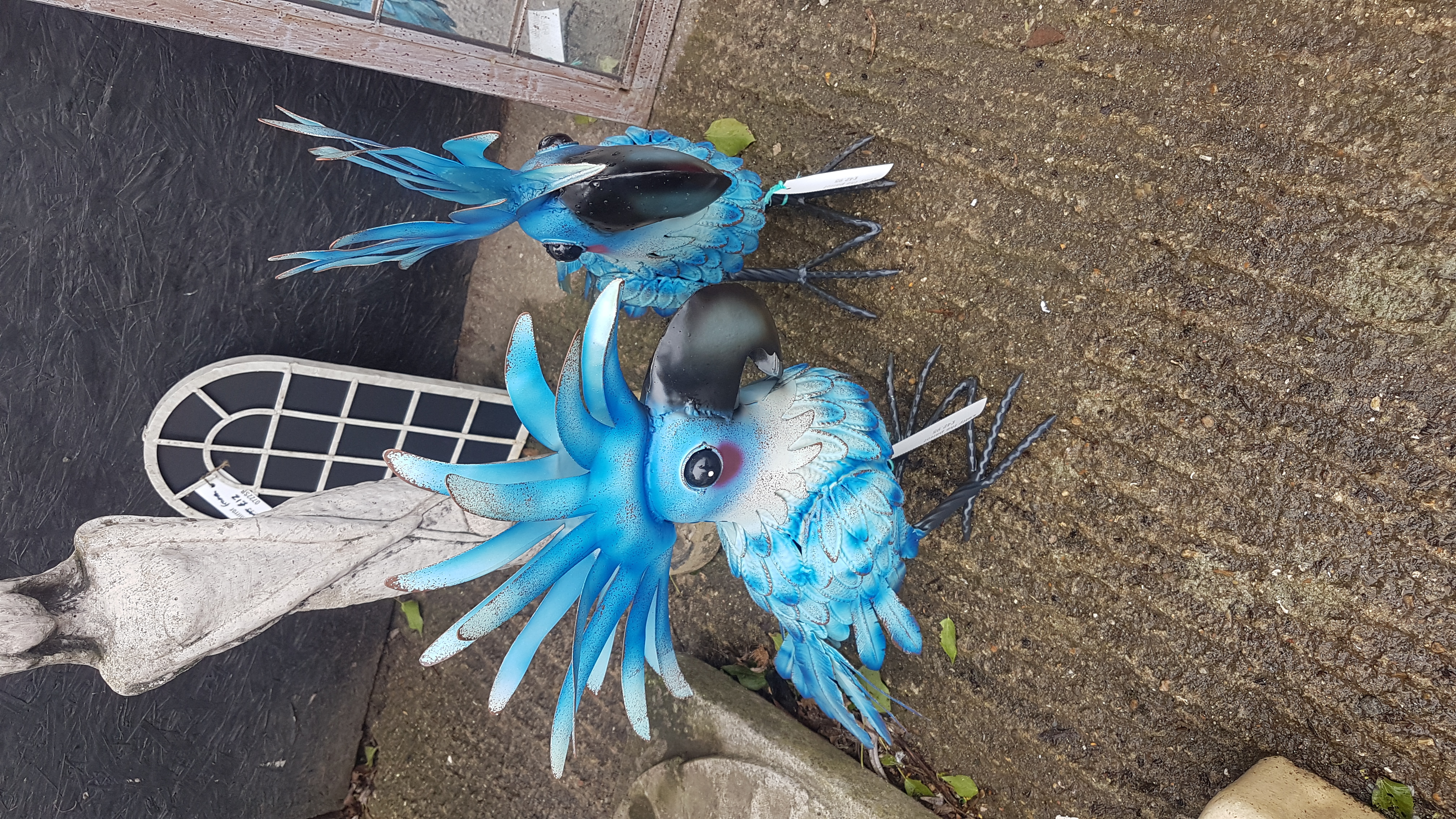 Lotty the Parrot